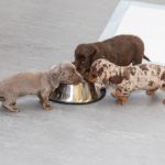 Adorable puppies drinking from a bowl