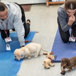 Puppies even had toys to entertain them